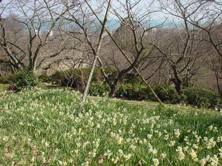 白野江植物公園 の写真